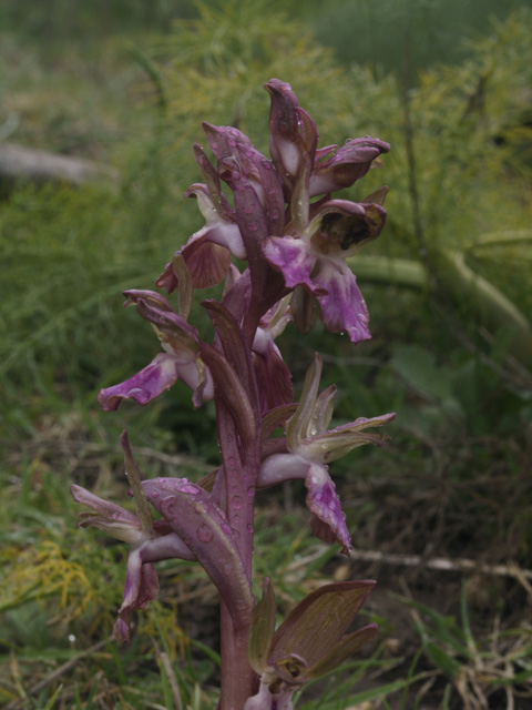 anacamptis collina sui generis